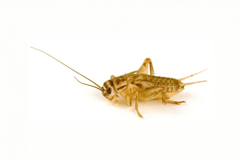 Cricket Control Service in Mckinney, TX