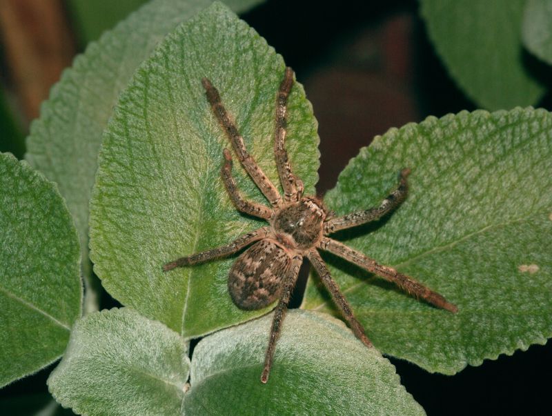 Huntsman Spider Extermination in Rockwall, TX