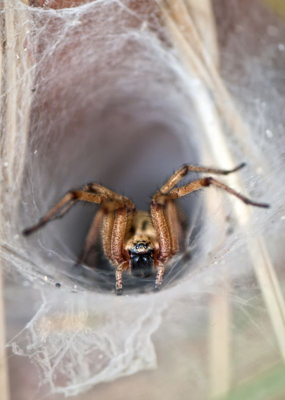 Wolf Spider Removal in New Braunfels, TX