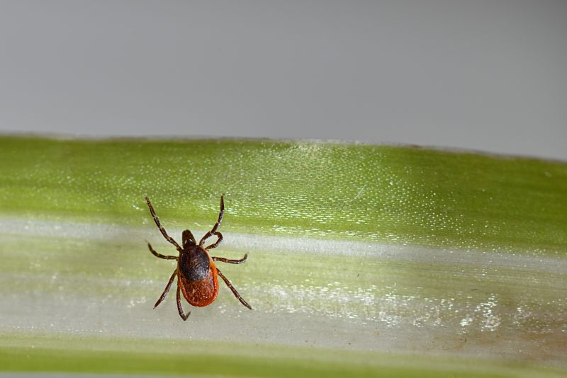 Tick Control Professionals