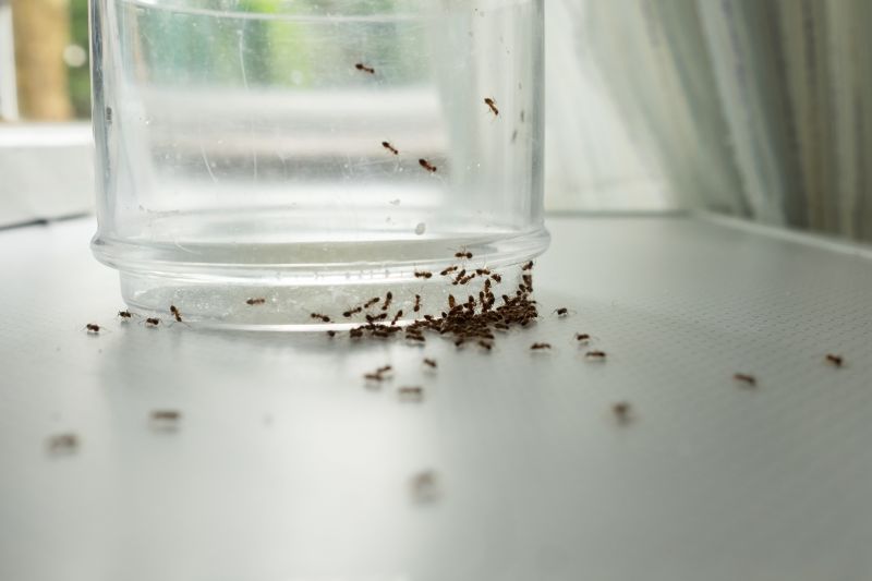 Ant Control Service in Denton, TX