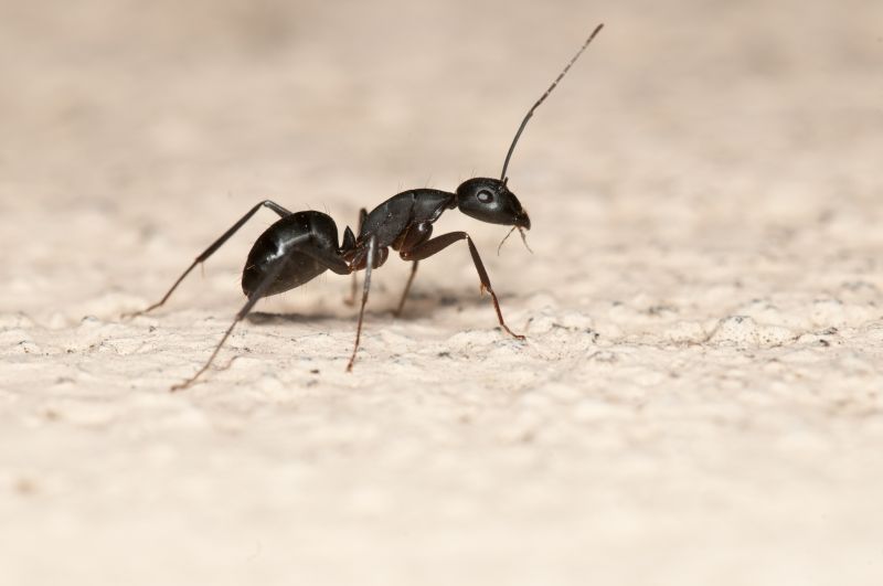 Ant Control Service in Rockwall, TX