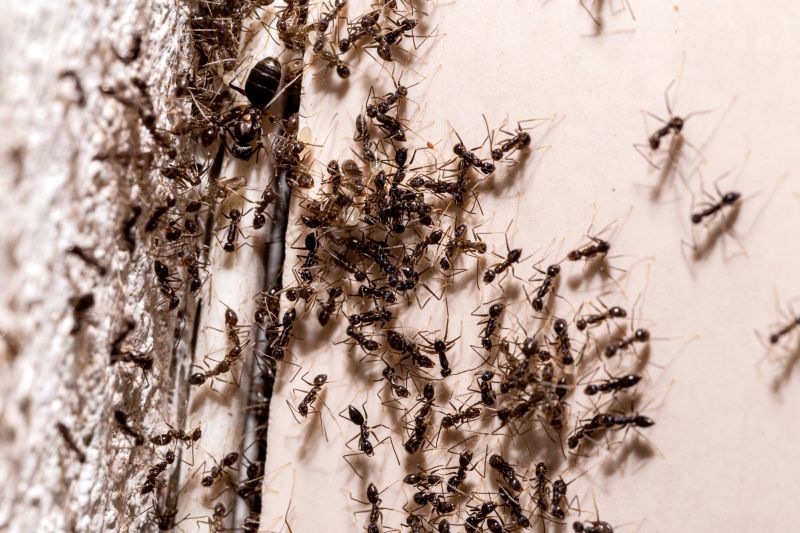 Black Ant Extermination in Fort Worth, TX