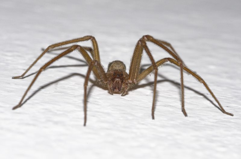 Brown Recluse Extermination in Denton, TX