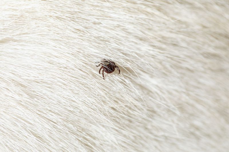 Common Flea And Tick Problems In Homes And Yards