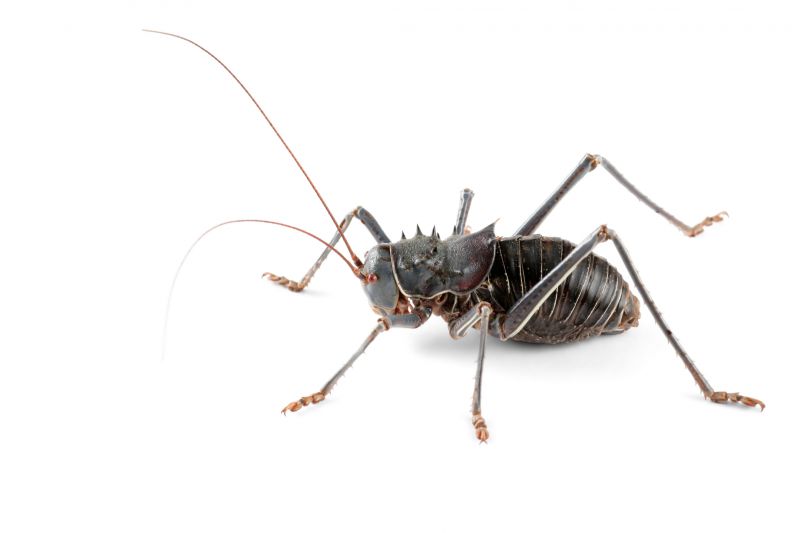 Cricket Control Service in Denton, TX