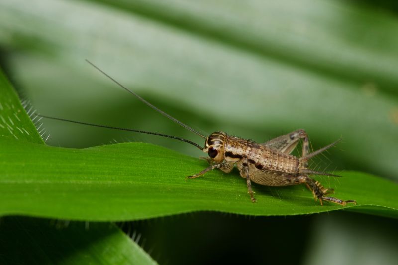 Cricket Prevention in Fort Worth, TX