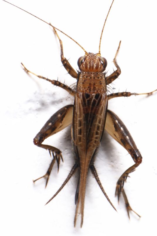 Cricket Prevention in Mckinney, TX
