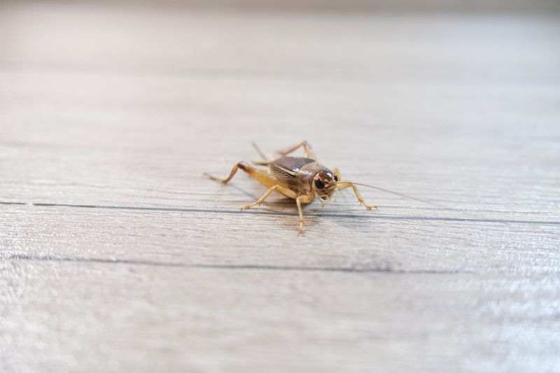 Cricket Prevention in Denton, TX