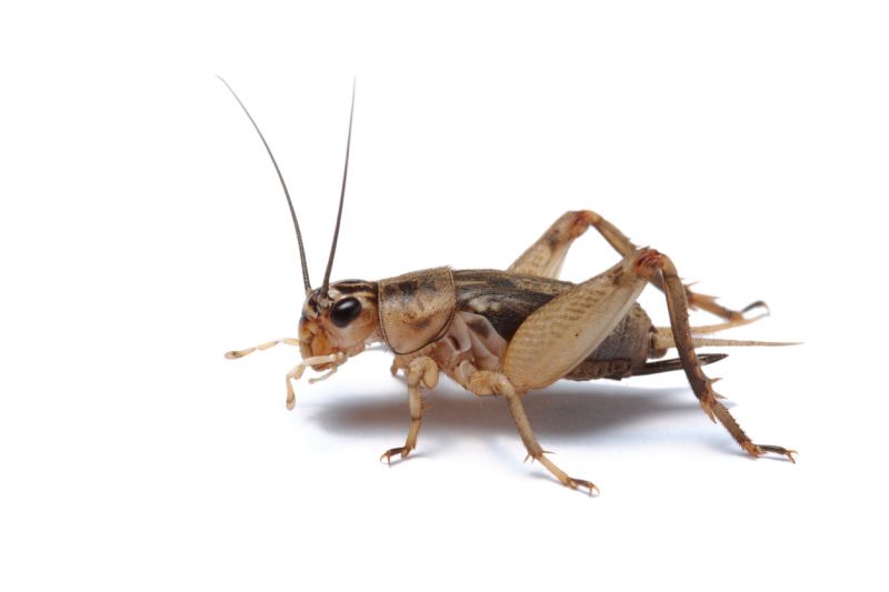 Cricket Prevention in Rockwall, TX