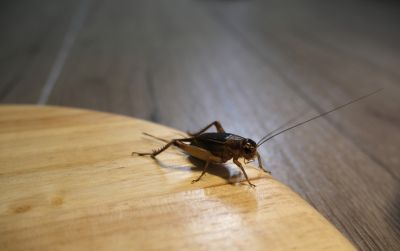 Cricket Prevention in Katy, TX