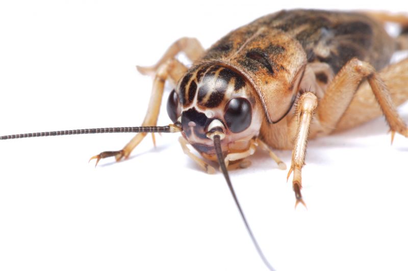 Cricket Prevention in New Braunfels, TX