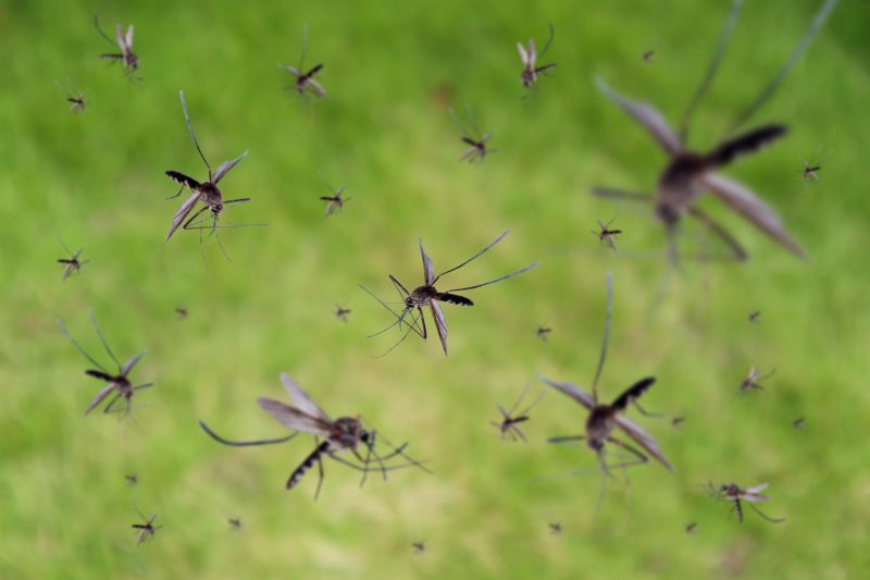 Fly Control Service in Katy, TX