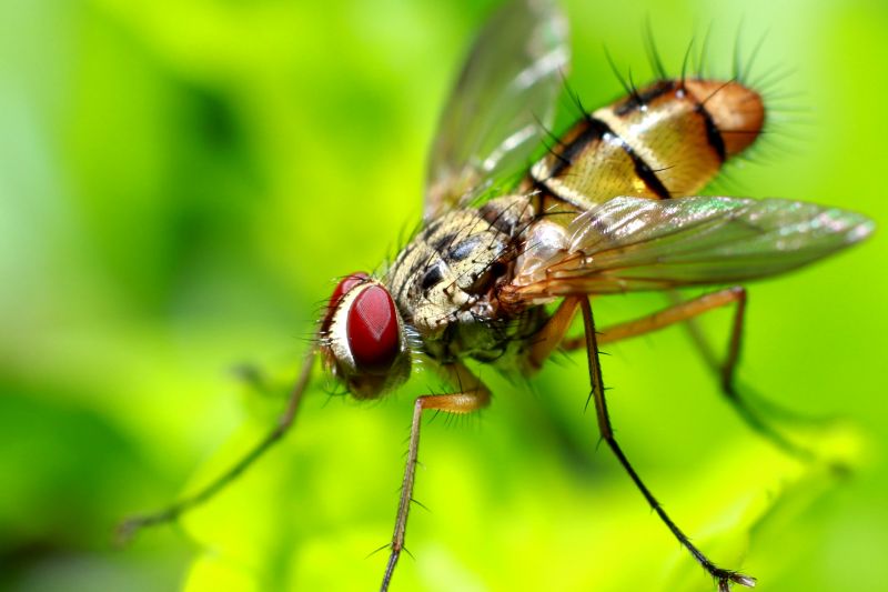 Fly Extermination in Frisco, TX