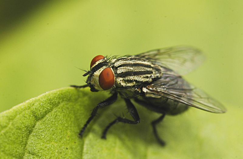 Fly Extermination in Fort Worth, TX