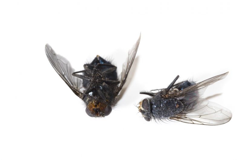 Fly Extermination in Denton, TX