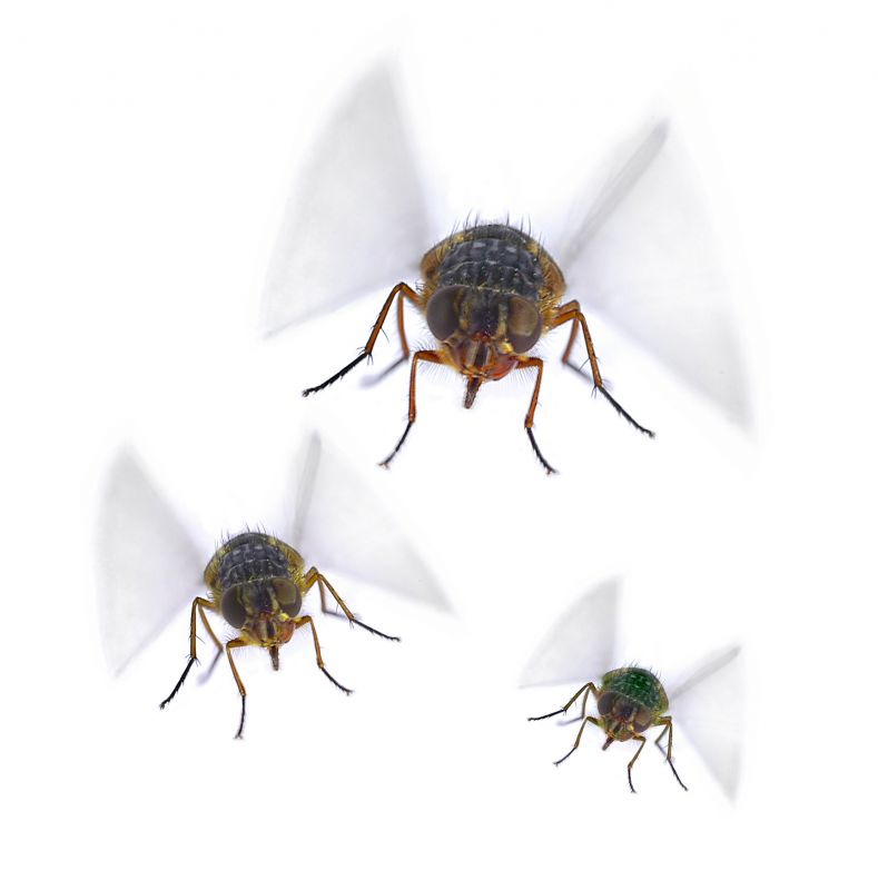 Fly Pest Control in Katy, TX