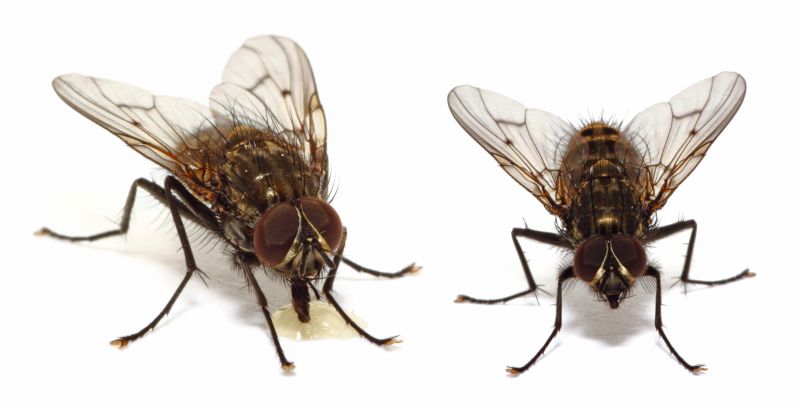 Fly Pest Control in Arlington, TX