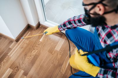 Mouse Spider Extermination in Denton, TX