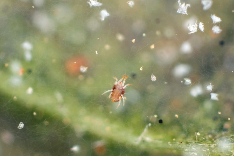 Mouse Spider Extermination in Fort Worth, TX