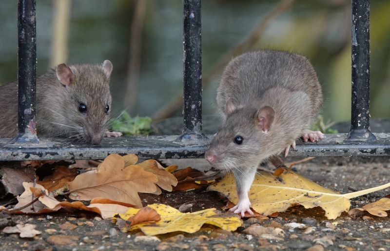 Rat Fumigation Service in Phoenix, AZ