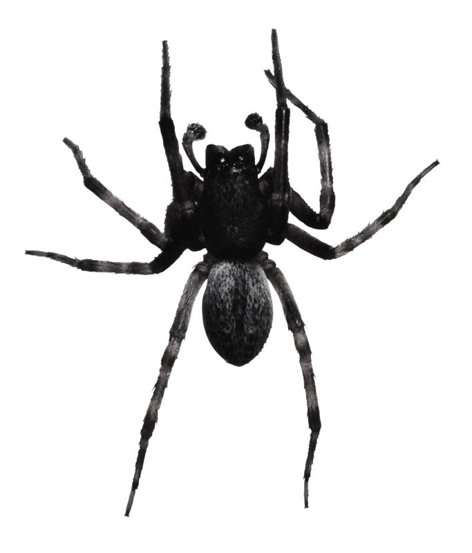 Spider Extermination Service in New Braunfels, TX