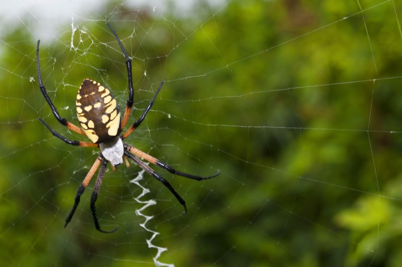Spider Fumigation Service in Davis County, UT