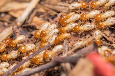 Termite Fumigation in Katy, TX