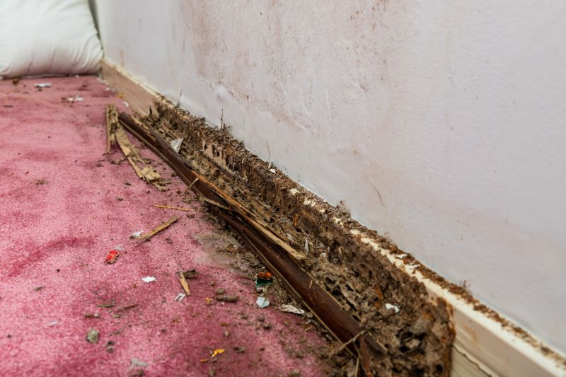 Termite Fumigation in Katy, TX