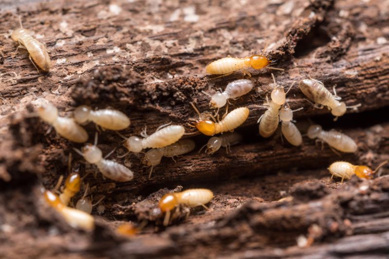 Termite Infestation Service in Katy, TX