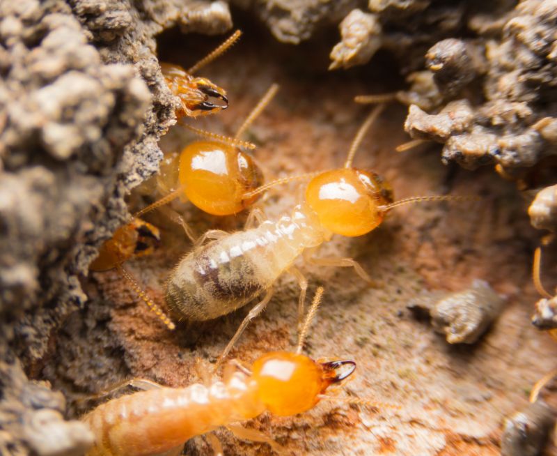 Termite Infestation Service in Katy, TX