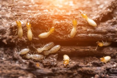Termite Treatment Service in Katy, TX