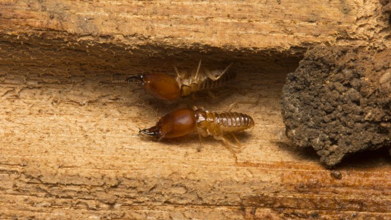 Termites Extermination in Frisco, TX