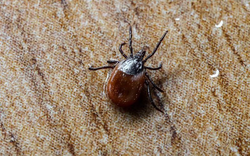 Tick Control Professionals
