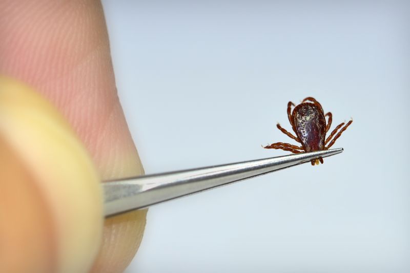 Tick Control Professionals