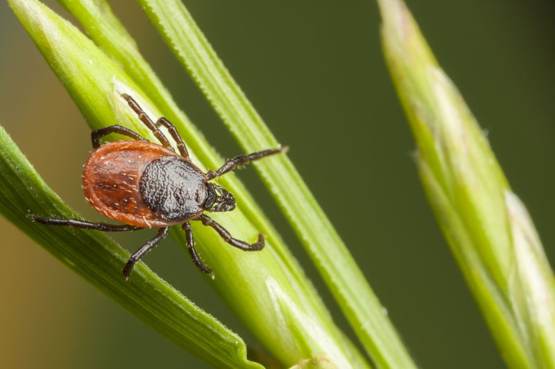 Tick Control Professionals