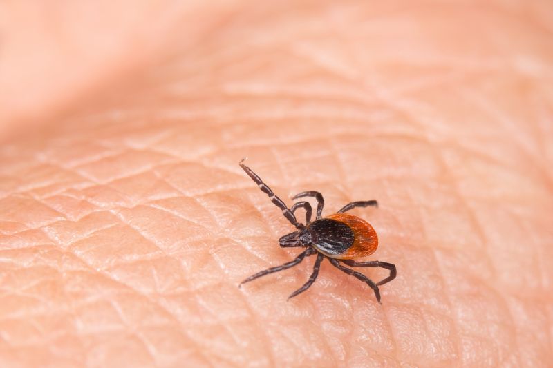 Tick Control Professionals