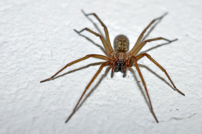 Trapdoor Spider Removal in Denton, TX