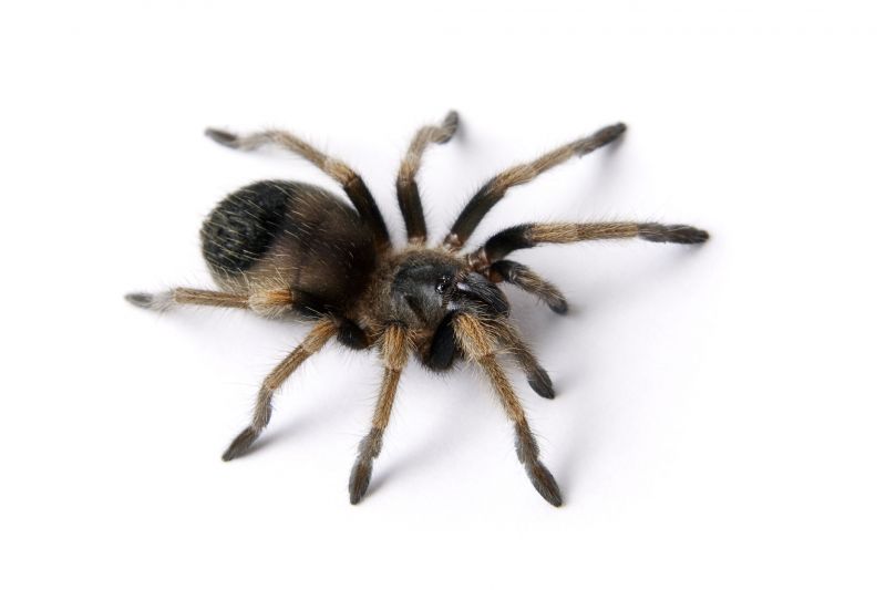 Trapdoor Spider Removal in Mckinney, TX