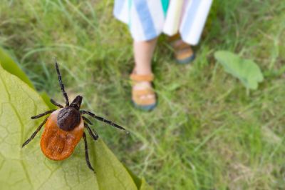 Tick Habitat Reduction