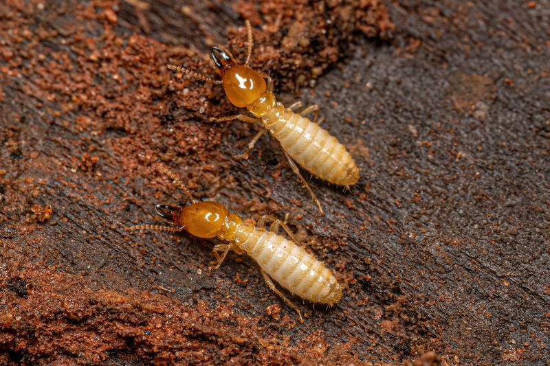 Winged Termite Extermination in Katy, TX