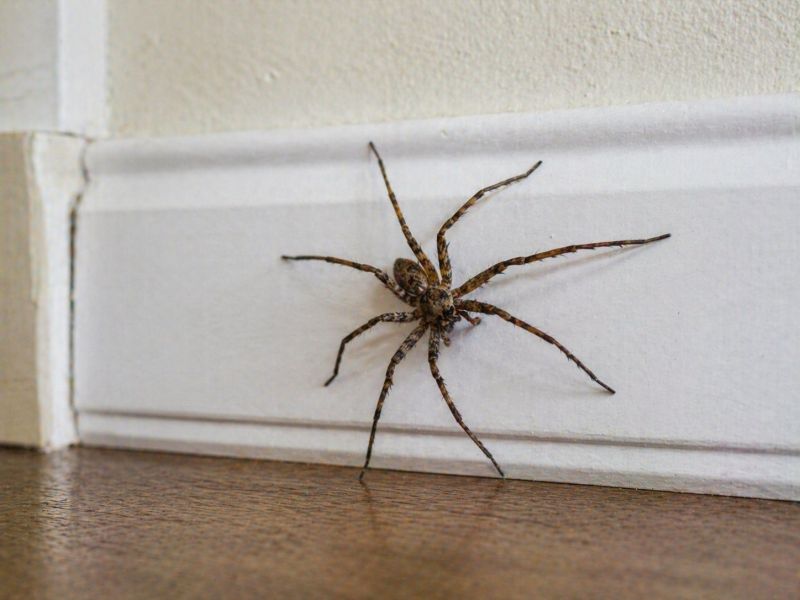 Wolf Spider Removal in New Braunfels, TX