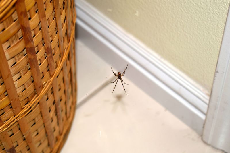 Wolf Spider Removal in Frisco, TX